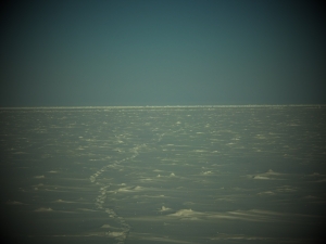 Polar bear tracks over sea ice -- my major regret that I didn't see a polar bear