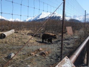 Bear at the Alaska Wildlife Conservation center, where injured animals are cared for 